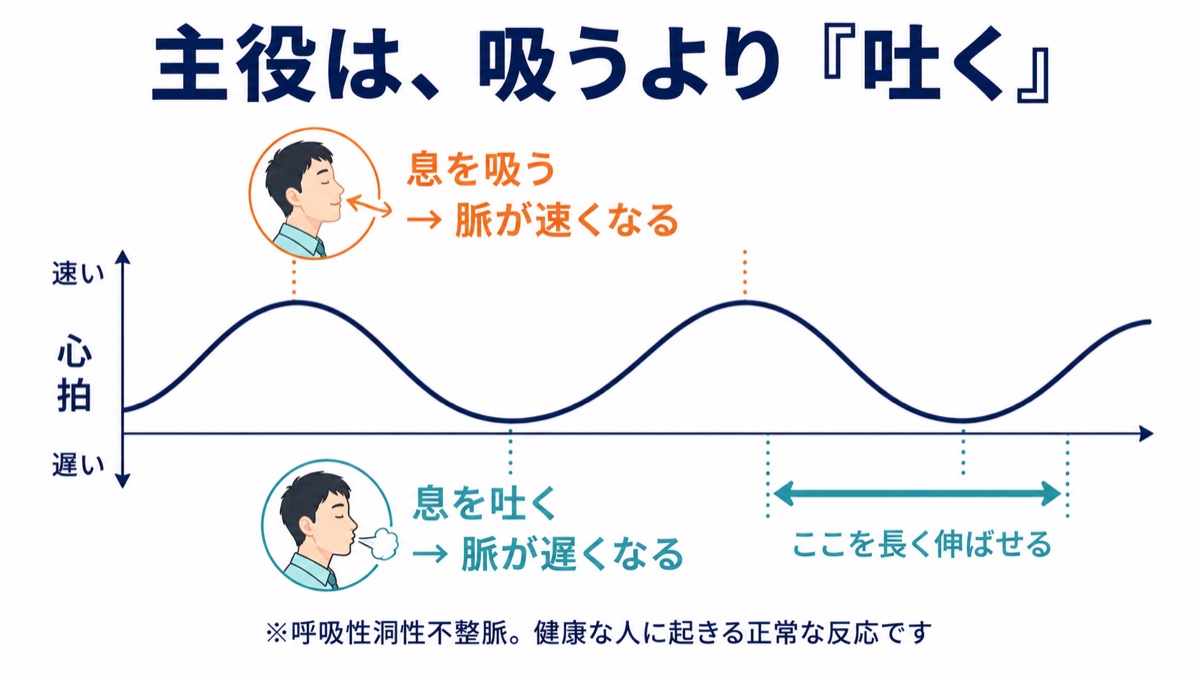 息を吸うと脈が速くなり吐くと遅くなる呼吸性洞性不整脈を波形で示した図解