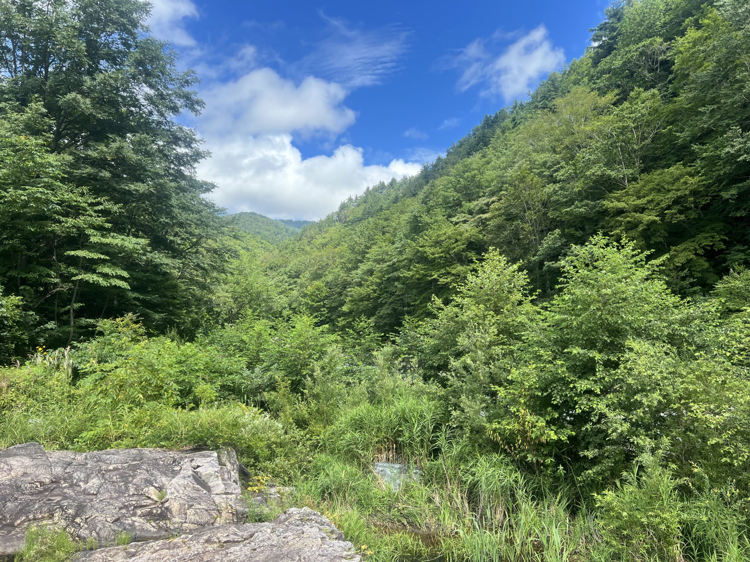 福島県の山あいを流れる沢と緑の風景